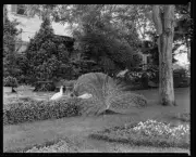 Chatham,estates,gardens,peacocks,Fredericksburg,Virginia,Architecture,1927 1