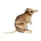 16cm Hansa Eastern Barred Bandicoot Realistic Cute Soft Animal Plush Toy