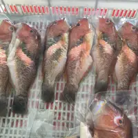 在飛比找蝦皮購物優惠-澎湖野生綜🈴️魚 黃雞魚、赤筆魚、青嘴龍占、紅目空、火燒蝦仁