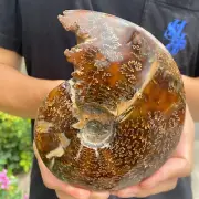 1.6lb Rare Natural Ammonite Fossil Conch Crystal Specimen Healing