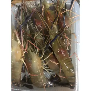 活跳跳泰國蝦、紅頭蝦約8-14隻一斤最新鮮的蝦子~每天魚塭現抓
