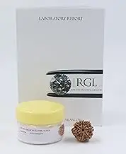 ShivaRatna 7 Mukhi/ Seven Face Rudraksha with Certificate of Authenticity (Elite Range)