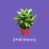 在飛比找蝦皮購物優惠-PlantC 3吋 6吋 星光燦爛粗肋草 觀葉植物