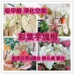 彩葉芋塊根 五彩芋塊根 合果芋塊根 種球 花卉花葉芋 辦公室內客廳陽台觀葉 吸甲醛 綠植耐陰植物