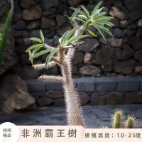 在飛比找蝦皮購物優惠-♥烊烊 精品♥非洲霸王樹種子Pachypodium lame