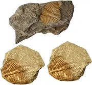 COMNESTBI Pcs Real Trilobite Tail Kit Paleontology Collection Digging Tool Teaching Specimen Decorative Ornament