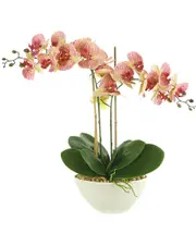 Creative Displays Orchid Arrangement in Ceramic Pot with Rocks