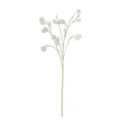 [Sleeping Giant] Silver Dollar Spray Pearl - 94cm