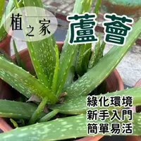 在飛比找蝦皮購物優惠-[植之家] 吉拉索蘆薈 新手種植 簡單易活 綠化環境 天然保