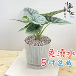 【小品文化】銀龍觀音蓮【現貨】5吋仿瓷免澆水盆栽 室內植物 室內盆栽 懶人盆栽 水培植物 水培盆栽 室內盆栽 觀葉植物