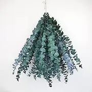 Xiao Hua 10 Dry Eucalyptus Stems 16-24 inches Genuine Eucalyptus Shower Suspension 100% Made of Fresh Eucalyptus Leaves, Wedding, Home, Farmhouse Decoration DIY Spring Decoration, Blue