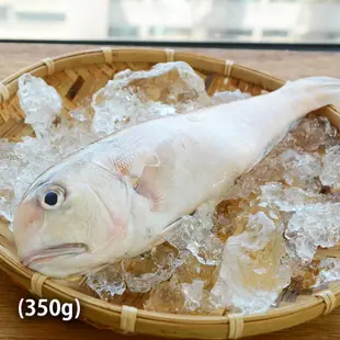 (即期良品68折)【魚寶貝】南方澳野生白馬頭魚(350g/尾) 效期至2024.8.16