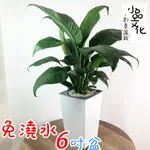 【小品文化】白鶴芋【現貨】6吋磚紋免澆水懶人盆栽 空氣淨化 簡單好種植 觀葉植物 室內植物 創意花盆 居家辦公盆花