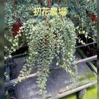 在飛比找蝦皮購物優惠-初花農場|斑葉百萬心|3吋盆|室內植物----定價180特價