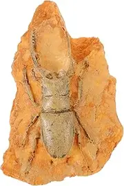 STOBAZA Paleontological Insect for Decoration and Teaching Ornament for and Educational Purposes Insect Display for Science Education