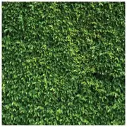 8x8FT Green Backdrop Greenery Wall Backdrop Green Leaves Backdrop Green Grass...
