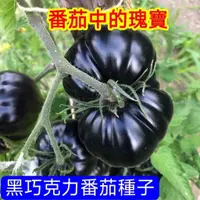 在飛比找蝦皮購物優惠-🔥✨蝦皮熱銷【開發票】收據【黑巧克力番茄種子】稀有番茄種子 