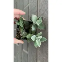 在飛比找蝦皮購物優惠-多肉 仙人掌 植物 Kalanchoe 景天科伽藍菜屬 兔耳