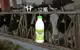 【主恩鮮乳 940cc 12瓶免運組】畜牧科班出身專業經營 最天然的鮮奶牛奶來自最現代化的牧場!
