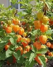 Cape Gooseberry Dwarf 30 Seeds Sweet Healthy Fruit Fresh Jams Cakes