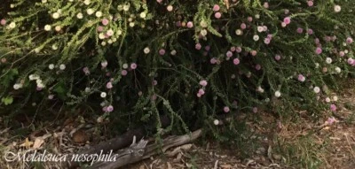 Melaleuca nesophila – Western Showy Honey Myrtle, Australian Native