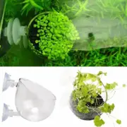 Glass Cultivation Pot With Suction Pot Cup planter ( Pack Of 5 . L(R 17) For Fish Shrimp Snail Tank Aquarium