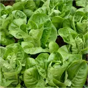 Lettuce - Little Gem (Mini Cos) seeds