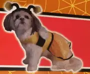 Spooky Village Bumble Bee Pet Dog Costume XS, S, M Antenna Hat Dress Halloween