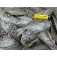 在飛比找蝦皮購物優惠-台灣本港肉魚