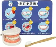 Teeth Brushing Toy, Educational Teeth Model, Interactive Teeth Set, Early Education Toy, Toothbrush Teaching Toy, Kids Brushing Toy, Teeth Brushing Practice for Teaching Brushing