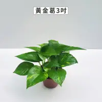 在飛比找momo購物網優惠-【Gardeners】黃金葛 3吋盆 -1入(室內植物/綠化