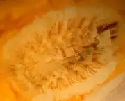 Superb Polyxenid Millipede in Baltic Amber Fossil Gemstone