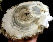 1246g!!! POLISHED PETRIFIED WOOD FOSSIL AGATE SLICE DISPLAY Madagascar