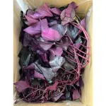 新鮮紫色地瓜葉「自然農法」有少許蟲害屬於正常現象【日本千山紫】