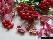 Buy Edible Hedge Lilly Pilly Riberry in Australia Syzygium luehmanii
