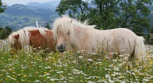 Bio Bauernhof - Mini Shetland Ponyhof "Almbauer"