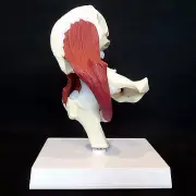 Anatomical Advanced Muscled Hip Joint Model - Medical Skeleton Anatomy Muscle