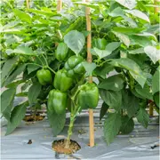 Capsicum - Californian Wonder seeds
