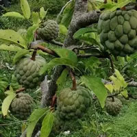 在飛比找Yahoo!奇摩拍賣優惠-台東太麻里土釋迦9台斤含運!!(SF008)