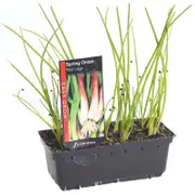 Spring Onion Red Legs Punnet - Allium fistulosom