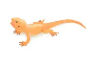 Rock Agama Lizard Toy, Hand Painted Rubber Model, 9 Inches CH966 BB210