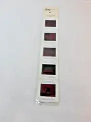 Vintage Arizona Wildlife Tourist Souvenir 35mm Photo Slides