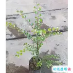 初花農場2店|紫檀|楓港柿｜室外植物|3寸盆|冬天會落葉，新葉顏色至老葉的顏色變化豐富｜