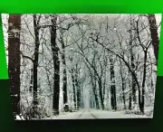Oak Street Wholesale WOODED WINTER TREE PATH LED Lighted Canvas ART OSW198854
