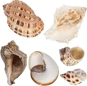 Happyyami Décor 6pcs Conch Shell Decorations Large Sea Shells for Fish Tank Natural Conch Shells Marine Decor Fish Tank Accessories Random Style