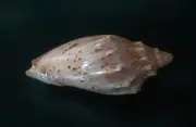 Cymbiola Complexa 50.7 mm F+++/GEM beautiful Pattern Volute WOW!!!