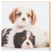 Magnet & Steel Cavaliers Card