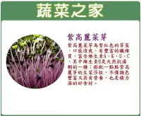 在飛比找Yahoo!奇摩拍賣優惠-【蔬菜之家滿額免運00J12】紫高麗菜芽種子70公克(芽菜種