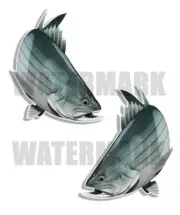 Striped Bass Decals Fish Stickers Tackle Box RV Truck Trailer AFP-0122v2