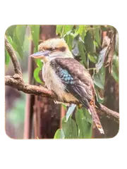 set of 4 Drink Coasters Kookaburra design